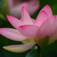 Схема вышивки «водяная лилия»