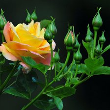 Роза жёлтая