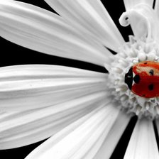 Схема вышивки «Ромашка»