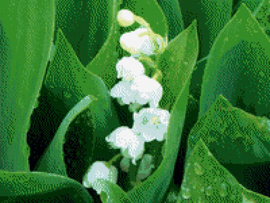 ландыш - предпросмотр