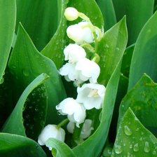 Схема вышивки «ландыш»