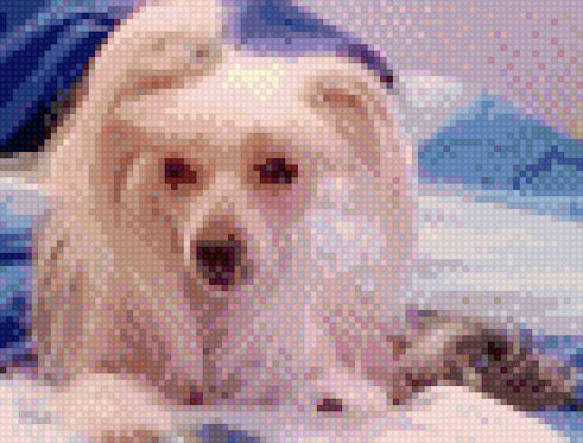 Фрея - собака, животные, китайскоя хохлатая - предпросмотр