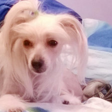 Схема вышивки «Фрея»