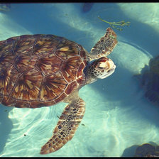 Схема вышивки «Черепашка»