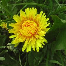 Схема вышивки «Кульбаба»