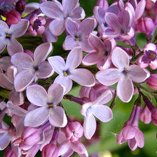 Схема вышивки «Бузок»