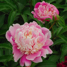 Схема вышивки «пионы»