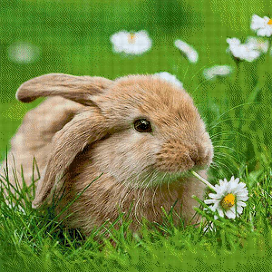 зайка - предпросмотр