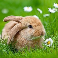 Схема вышивки «зайка»