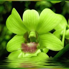 Схема вышивки «орхидея»