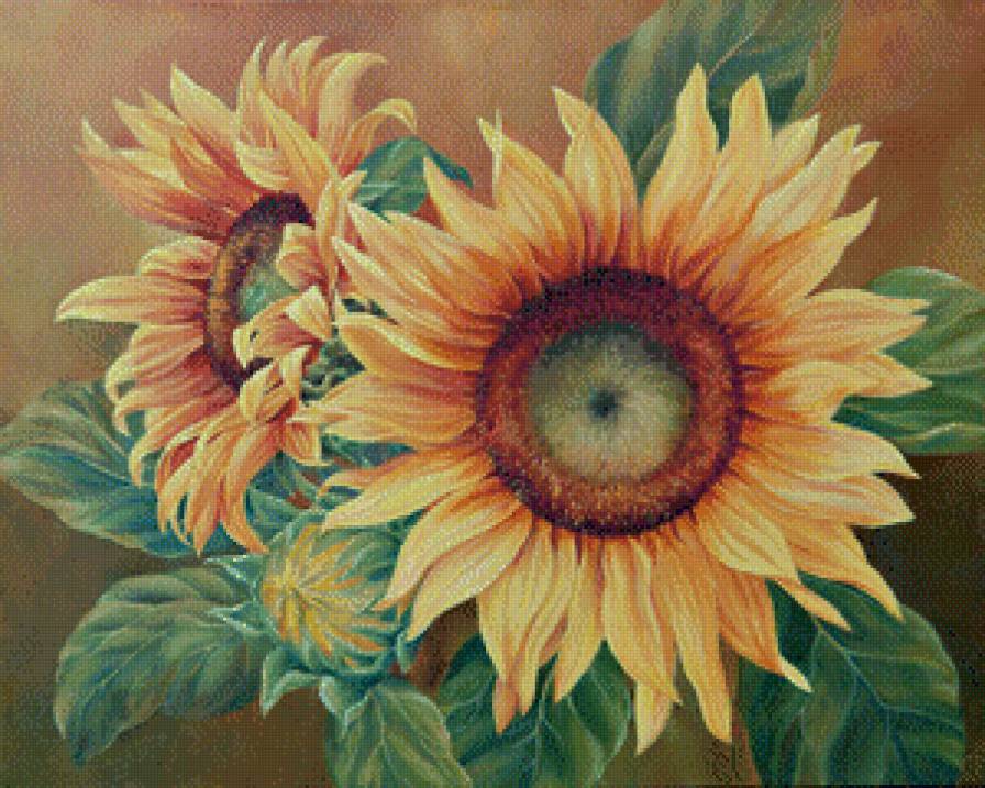 Подсолнухи Marianne Broome - подсолнухи, цветы - предпросмотр