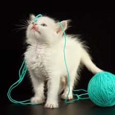 Схема вышивки «Котик»