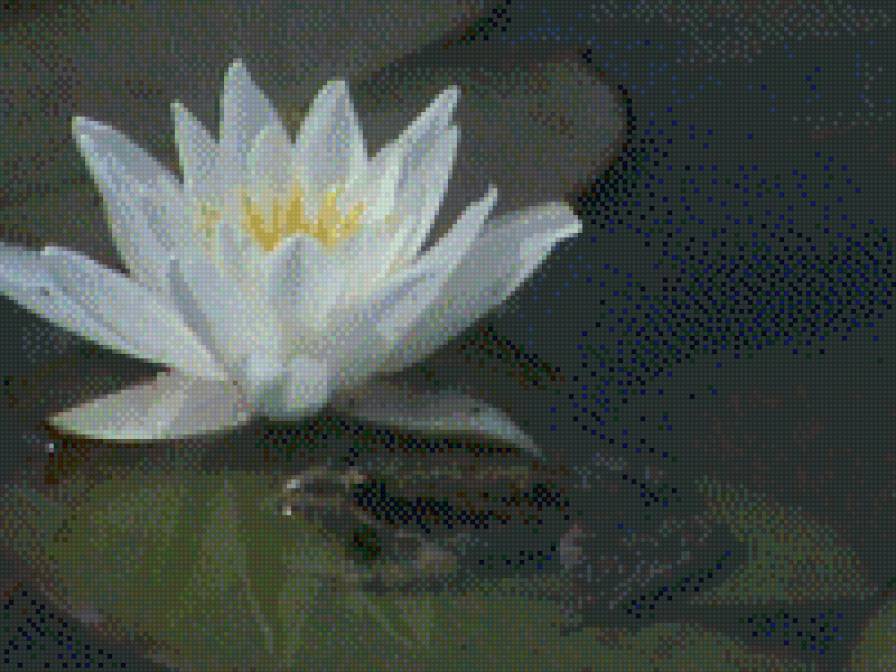 Нимфея и Царевна-лягушка - нимфея - предпросмотр