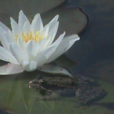 Схема вышивки «Нимфея и Царевна-лягушка»