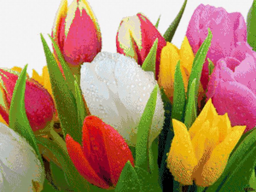 Тюльпаны - цветы, тюльпаны - предпросмотр