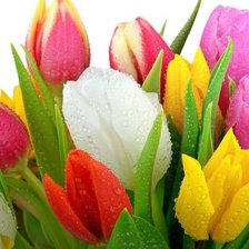 Схема вышивки «Тюльпаны»