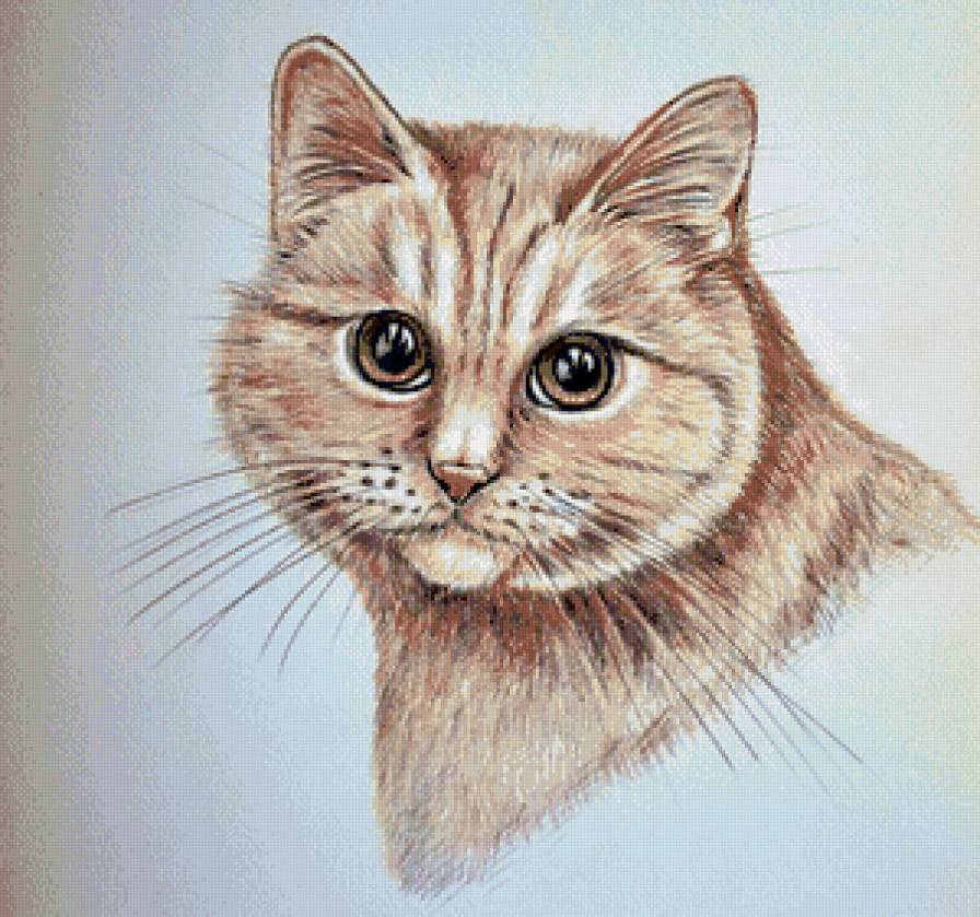 Кот - животные, кот, коты - предпросмотр