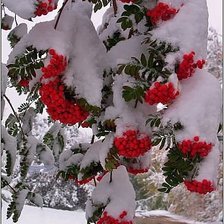 Схема вышивки «Снежная рябина»