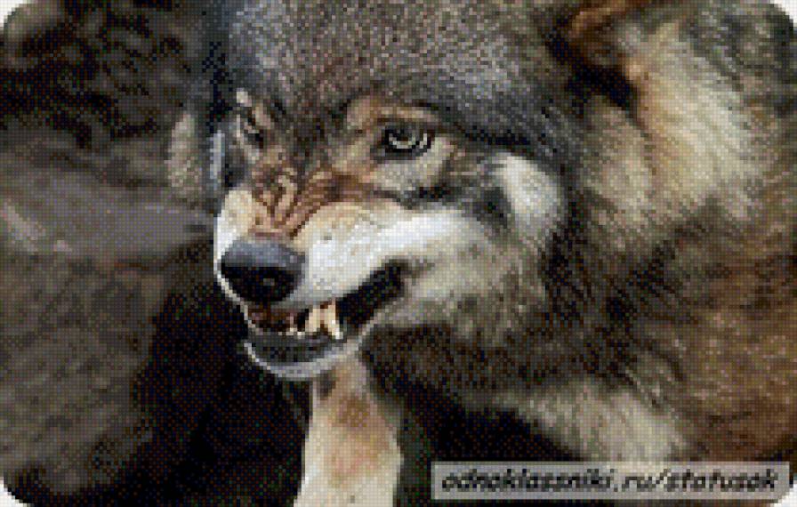 Оскал волка - животные - предпросмотр