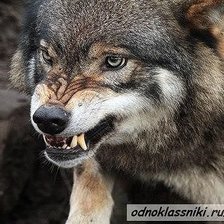 Оскал волка