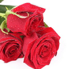 Схема вышивки «троянди»