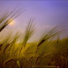 Схема вышивки «№848407»