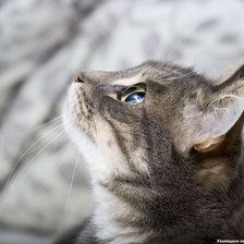 Схема вышивки «Котик»