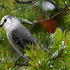 Схема вышивки «№848453»