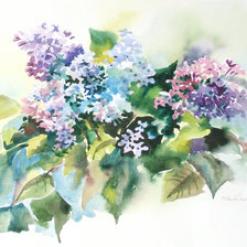 ветка сирени