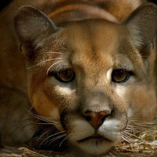 Схема вышивки «пума»