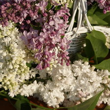 Схема вышивки «Корзина с сиренью»