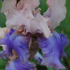 Схема вышивки «Ирис "Флорентийский шелк"»