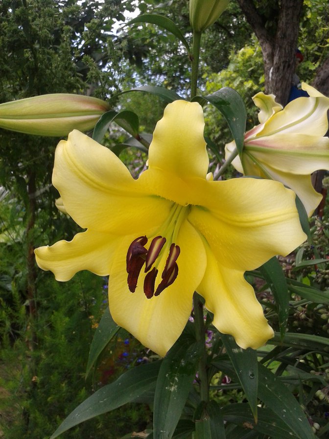 садовая лилия - оригинал