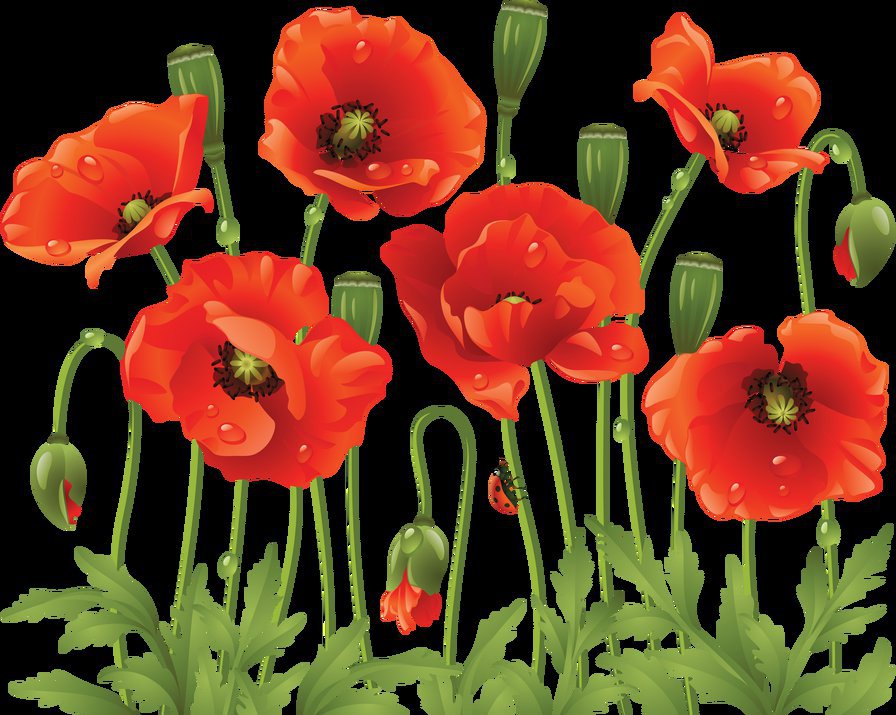 маки на черном2 - маки .сумочка - оригинал