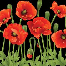 Схема вышивки «маки на черном2»