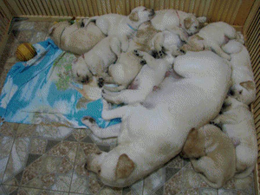 лабрадор, щенки, собаки - предпросмотр