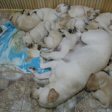 Схема вышивки «лабрадор, щенки, собаки»