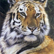 Схема вышивки «тигр 2»