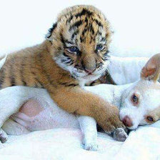 Схема вышивки «необычная дружба»