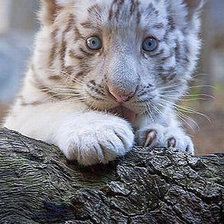 Схема вышивки «белый тигренок»