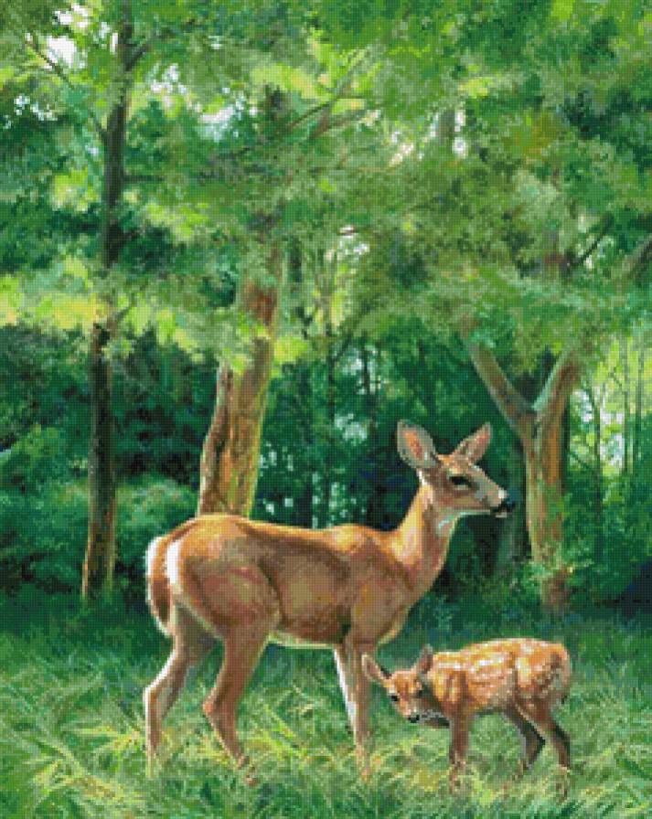 Олени - олени, животные, природа - предпросмотр