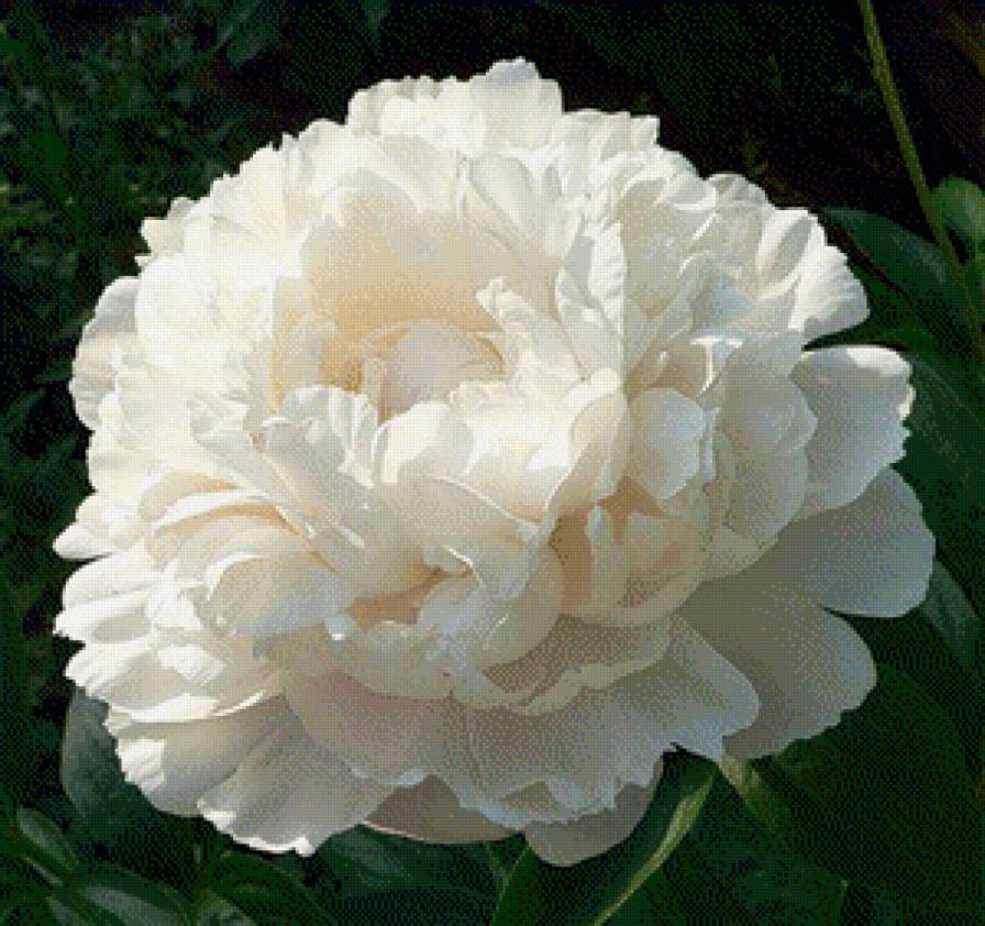 пион - предпросмотр