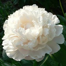 Схема вышивки «пион»