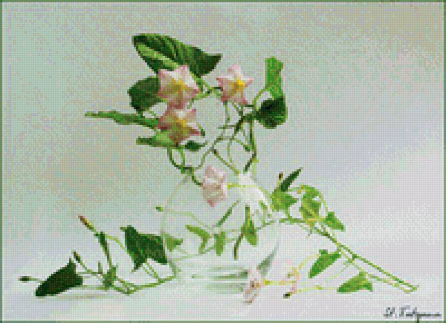 вьюнок - предпросмотр