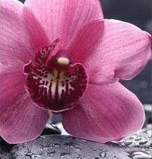 Схема вышивки «диптих ч2»