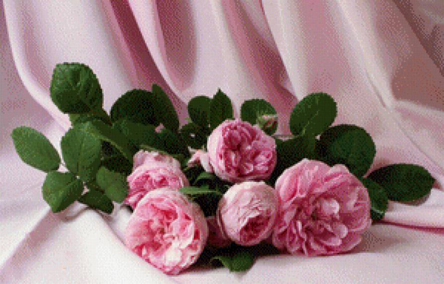 розовые розы - предпросмотр