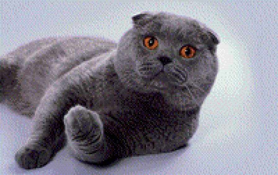 Вислоуий - кошки, животные, вислоухий - предпросмотр