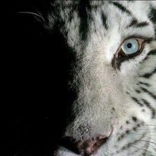 Схема вышивки «Белый тигр»