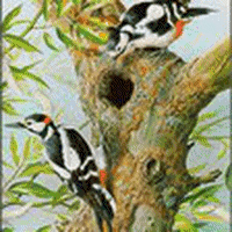 Дятлы - птицы, гнездо - предпросмотр