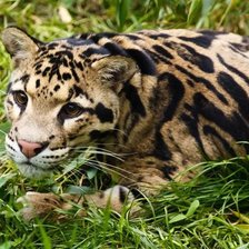 Схема вышивки «Дымчатый леопард»